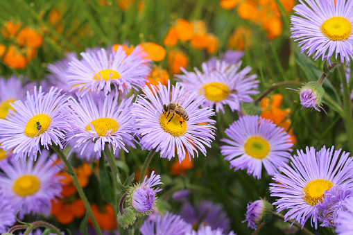 Busy bee on michaelmas daisy