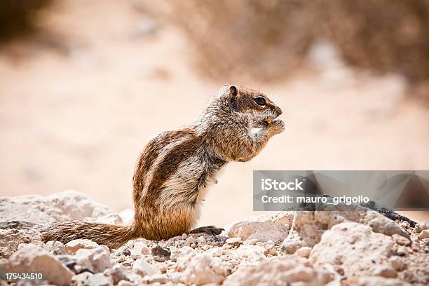 Wiewiórka - zdjęcia stockowe i więcej obrazów Fajny - Fajny, Fotografika, Fuerteventura