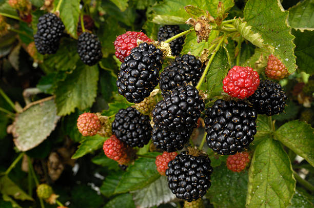 istock Close-up of Ripening Blackberries on the Vine 175434562