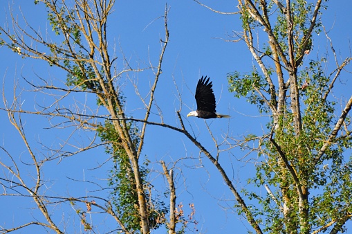 Bald eagle flying in between 2 trees