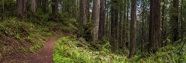 secoya gigante sempervirens bosque de secuoyas trail panorama - rainforest redwood sequoia footpath fotografías e imágenes de stock