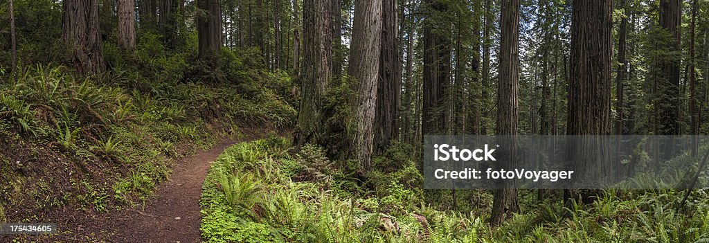 Séquoia géant sempervirens panorama de la forêt de Redwood - Photo de Forêt de séquoïas libre de droits