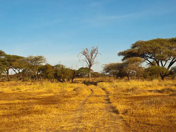 "Kenya country side just before the rainy period is very dry, there is  grass of color gold, only green tree is acacia tree. Dirt track for off road."