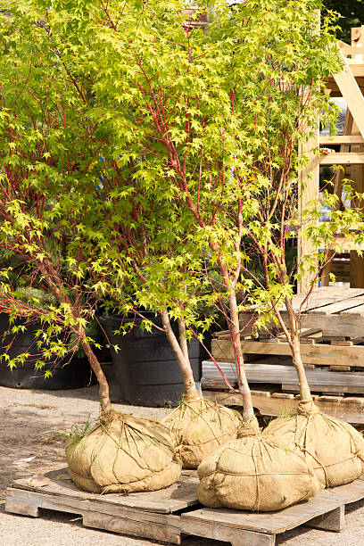 Balled and Burlap Maple Trees stock photo