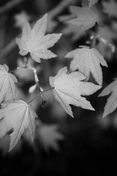 istock Black and White Plant Close Up 175434886