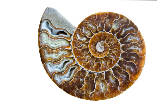 A stock photo of a cross section cut from a beautiful Ammonite fossil shell.