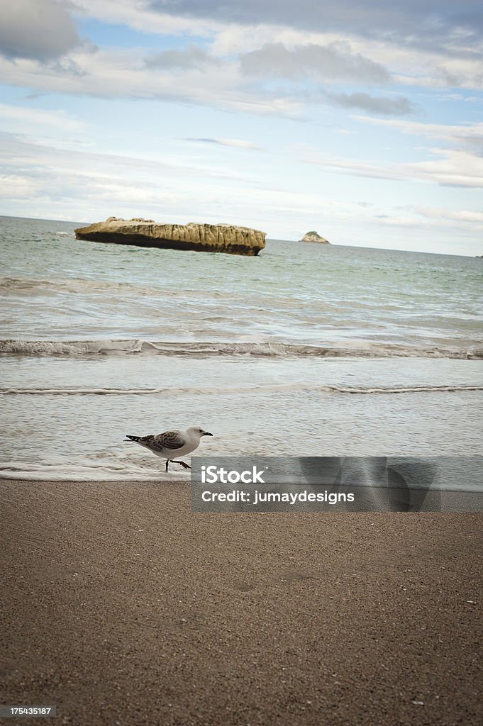 Seagull crossing Beach at Cathedral Cove. "Seagull crossing the Beach. Tasman Sea, New Zealand, North Island, Cathedral Cove." Beach Stock Photo