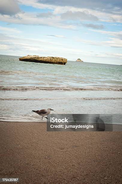 Seagull Crossing Beach At Cathedral Cove Stock Photo - Download Image Now - Beach, Beauty In Nature, Bird