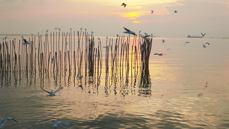 Flock of seagulls on the sea.