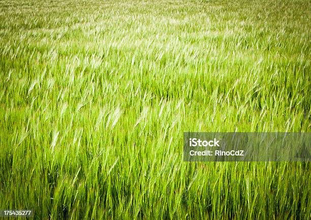 Textura De Fundo Verde De Trigo - Fotografias de stock e mais imagens de Agricultura - Agricultura, Ao Ar Livre, Campo agrícola