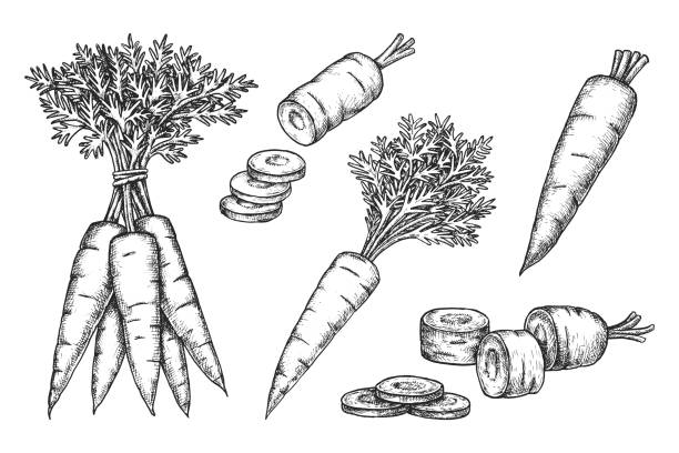 Set vector carrot sketches. Isolated vegetable Set vector carrot sketches. Isolated bunch and sliced vegetable with fronds. Hand drawn natural farm food for vegetarian or vegan nutrition. Harvest and agriculture, grocery. Edible root plant. Food carrot stock illustrations
