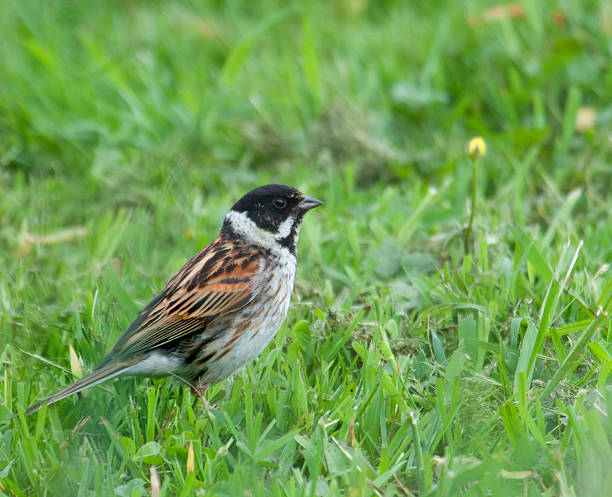 istock Reed Bunting - Emberiza schoeniclus 175435403