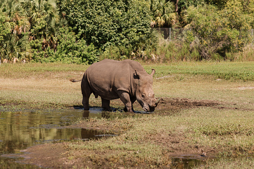 Native to southern Africa, the SOUTHERN WHITE
RHINOCEROS weighs up to 2.5 tons; with a life expectancy is 40 years. Eyesight is poor, but they have excellent sense of hearing and smell. Unlike their cousin, the black rhino, they are reasonably docile animals.

Southern White Rhinoceros Grazing and Drinking Water from a Lake in a Field Surround by Lush Trees in South Florida in the Fall of 2023. Wild Animals on Safari.