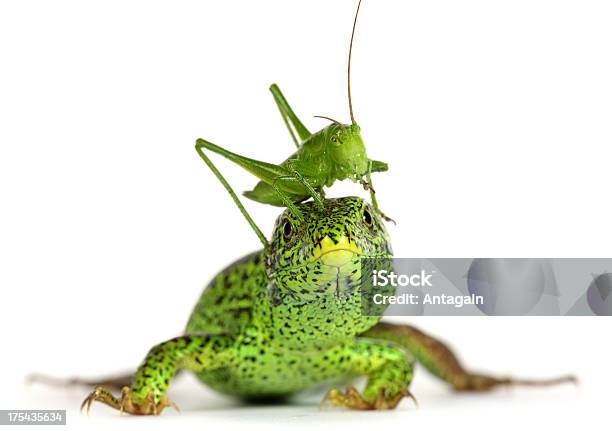 Lizard Und Heuschrecke Stockfoto und mehr Bilder von Echse - Echse, Extreme Nahaufnahme, Fotografie