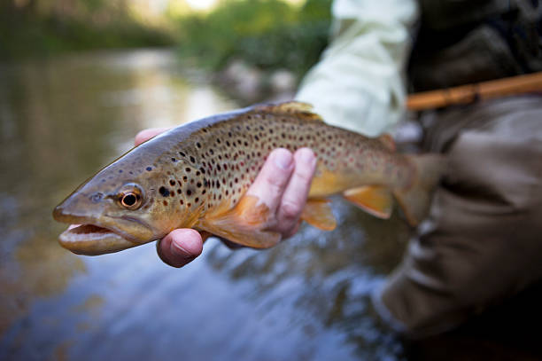 homem a segurar truta marisca antes de aliviar a mesma. - fly fishing trout brown trout fishing imagens e fotografias de stock