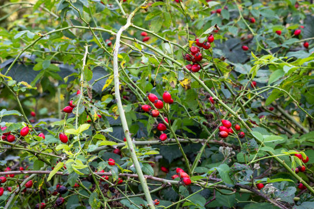 istock Briar Rose Rosehip (in german Hagebutte) Rosa canina 1754357092