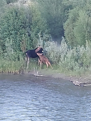 Moose by river