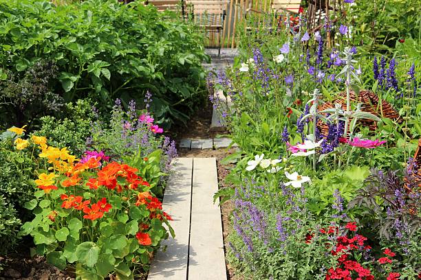 herbes et des légumes et le jardin fleuri - weis photos et images de collection