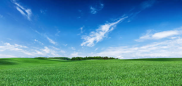 panorâmica paisagem de primavera xxxxl 68 mpix- campo verde e céu azul - panoramic scenics landscape horizon imagens e fotografias de stock