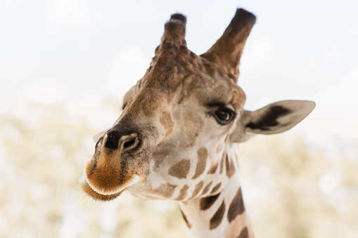 Close-Up Photo of a Tall Giraffe's Face in South Florida in the Fall of 2023