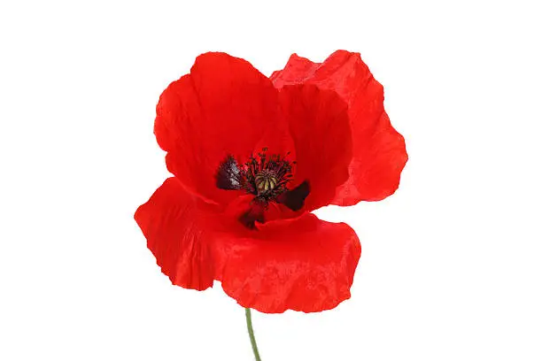Red Poppy isolated on white.