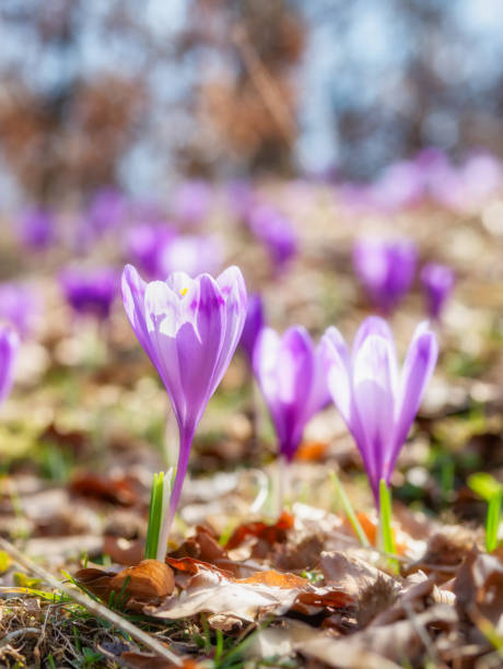 クロッカス・ヒューフェリアヌスまたはクロッカス・バーヌス(春クロッカス、巨大クロッカス)の紫色の花でいっぱいの山の牧草地。 - snow crocus flower spring ストックフォトと画像