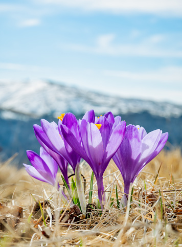 A bouquet of Crocus heuffelianus or Crocus vernus (spring crocus, giant crocus) purple flowers on the mountain pasture and the smowy pwaks of Carpathian Mountains in Romania.