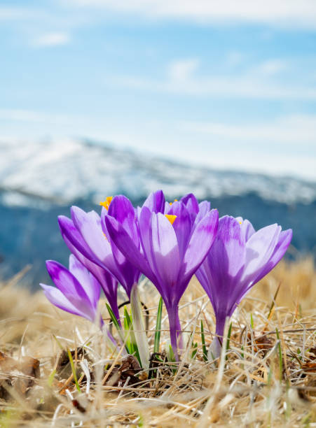 bukiet fioletowych kwiatów crocus heuffelianus lub crocus vernus (krokus wiosenny, krokus olbrzymi) na pastwisku - snow crocus flower spring zdjęcia i obrazy z banku zdjęć
