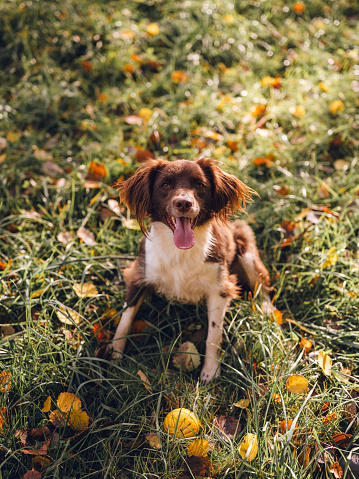 Cute sprocker dog playing with ball in autumn nature
Photo taken of dog outdoors in natural light. Dog and his toy