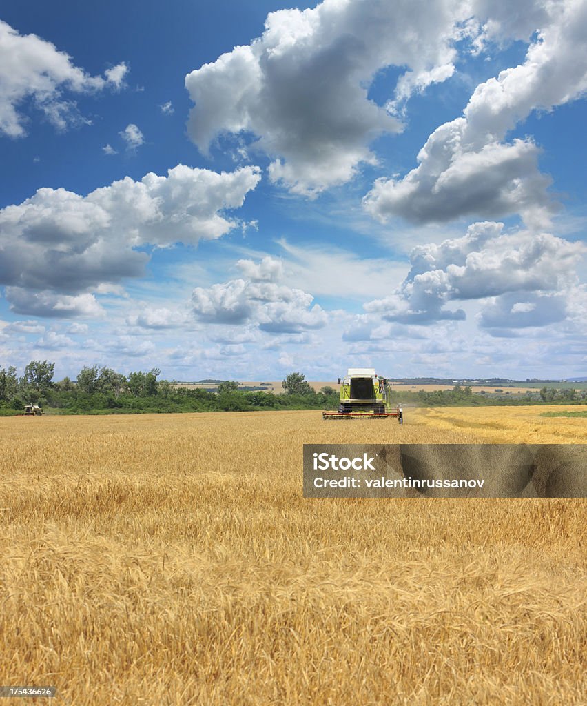 Combinare la raccolta un campo di grano - Foto stock royalty-free di Agricoltura