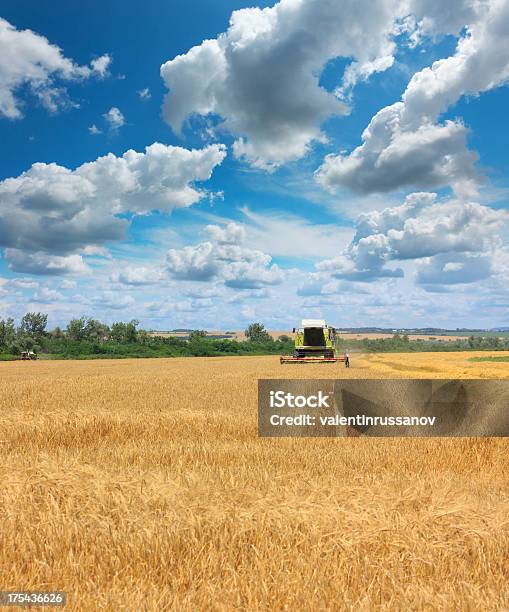 Foto de Combinar A Colheita Um Campo De Trigo Integral e mais fotos de stock de Agricultura - Agricultura, Campo, Caule