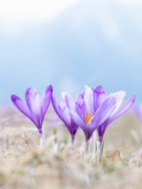 クロッカス・ヒューフェリアヌスまたはクロッカス・バーヌス(春クロッカス、巨大クロッカス)の紫色の花束 山の牧草地 - snow crocus flower spring ストックフォトと画像