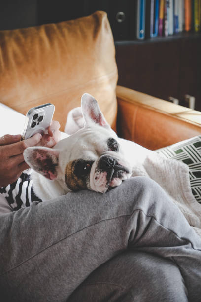 istock Man surfing the net on his smart phone with dog on his lap 1754367471