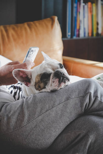 istock Man surfing the net on his smart phone with dog on his lap 1754367498