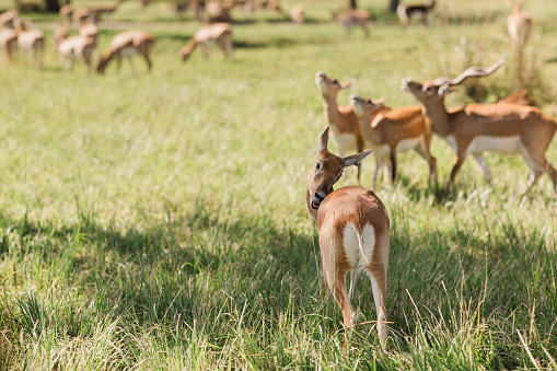 Wild animals in an open field with trees on safari in South Florida in the Fall of 2023