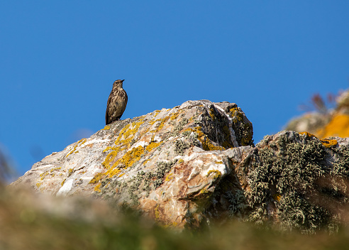 Small, brown songbird with streaked plumage, found along rocky coasts and other rocky habitats. Known for its bobbing tail and high-pitched song.