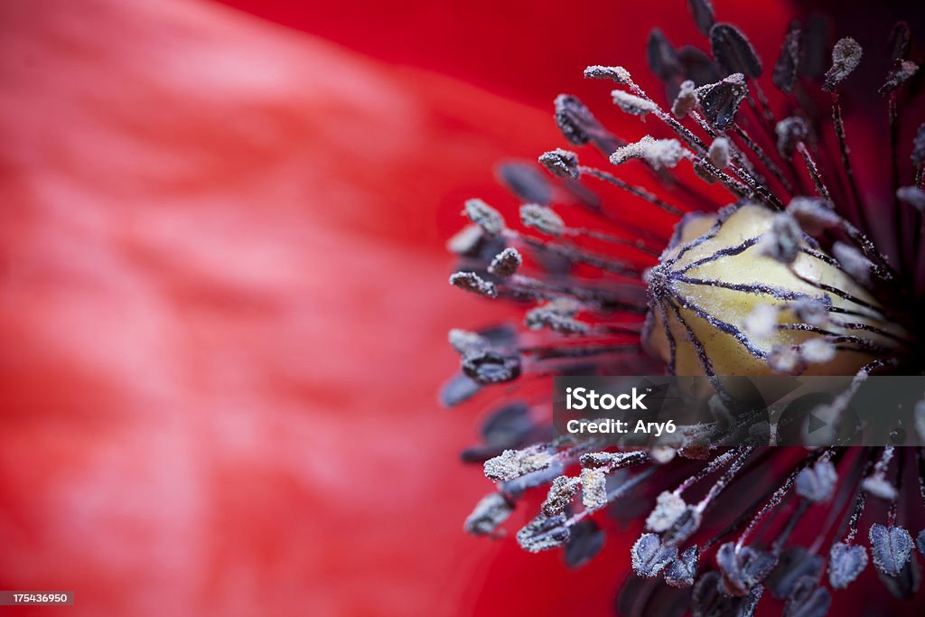 Dettaglio di macro papavero - Foto stock royalty-free di Close-up