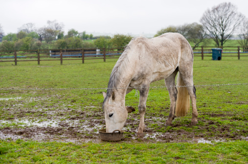 grey horse being fed in a waterlogged field