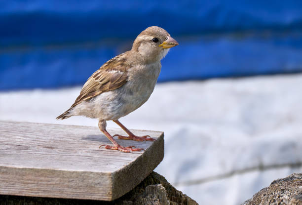 istock House sparrow (Passer domesticus) standing on a board in front of a blue and white wall 1754372168