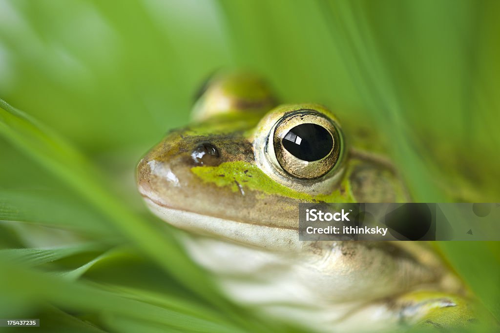 Frog Greeen frog in nature Amphibian Stock Photo