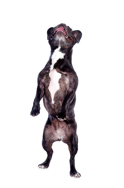 istock Jumping French Bulldog on White 175437322