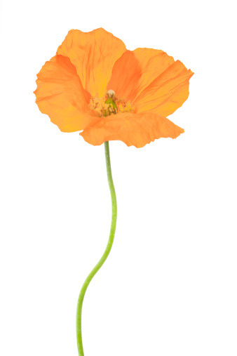 Welsh poppy flower isolated on white background with shallow depth of field.