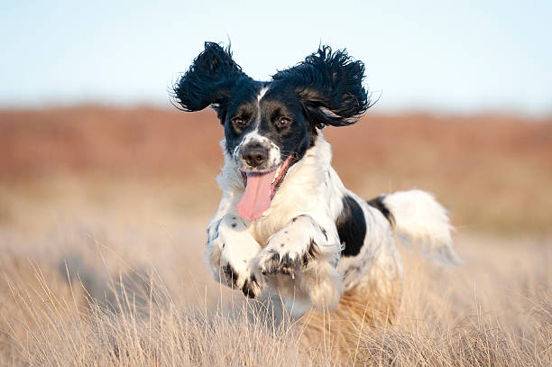 Young spaniel off leash young spaniel happy to be let off the leash springer spaniel running stock pictures, royalty-free photos & images