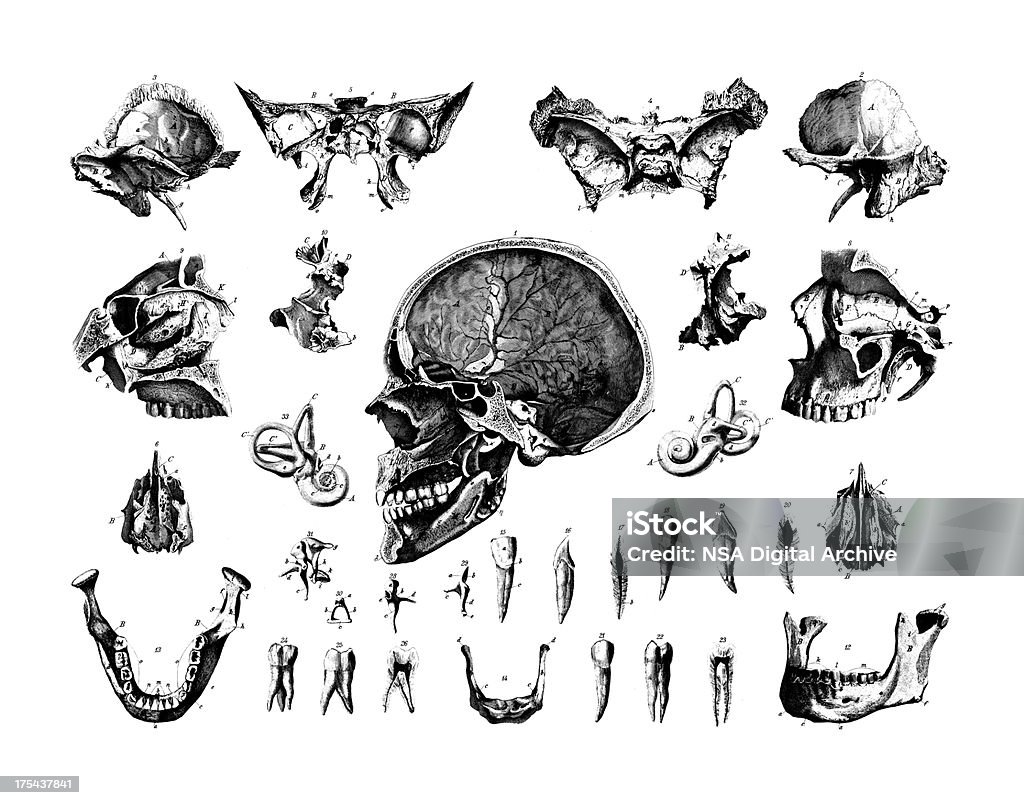 Ludzka Skulls zestaw antyczne medyczny/naukowy ilustracje i wykresy - Zbiór ilustracji royalty-free (Anatomia człowieka)