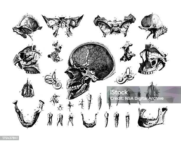 Ludzka Skulls Zestaw Antyczne Medyczny Naukowy Ilustracje I Wykresy - Stockowe grafiki wektorowe i więcej obrazów Anatomia człowieka
