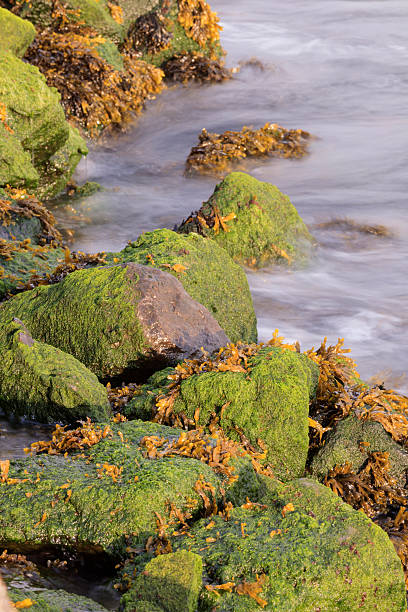istock flowing water over with algae and seaweed covered rocks 175437950