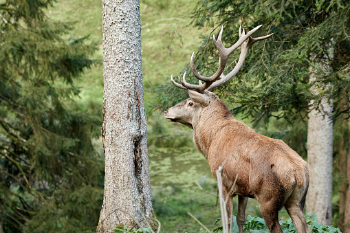 Male red deer (Cervus elaphus) stag with large antlers standing in the forest in Klosterreichenbach, Baiersbronn