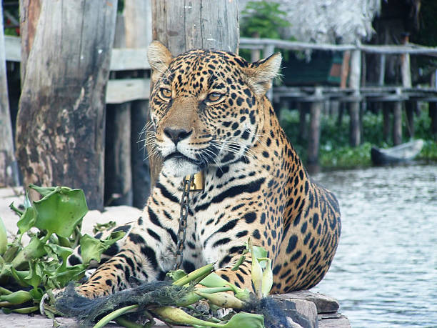 Jaguar in captivity at jungle lodge "A captive jaguar sits on a dock by the river in a jungle lodge in the Orinoco Delta, Venezuela." delta amacuro stock pictures, royalty-free photos & images