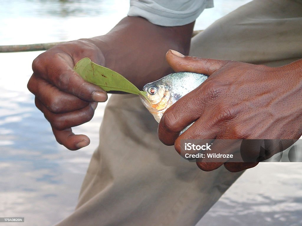 Mann hält piranha - Lizenzfrei Orinoco-Delta Stock-Foto