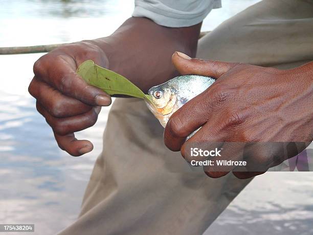 Uomo Tiene Piranha - Fotografie stock e altre immagini di Delta dell'Orinoco - Delta dell'Orinoco, Acqua, Adulto